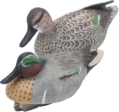Picture of Green-Wing Teal