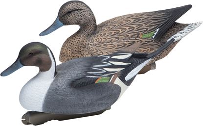 Picture of Pintail