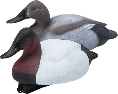 Picture of Canvasback