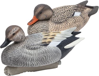 Picture of Gadwall
