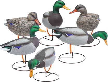 Picture of Field Mallards