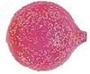 Picture of Yakima Bait 632-GPK Lil Corky Bouyant Drift Bobber, Size 12 corky, 6 bodies per card, Glitter Pink