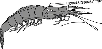 Picture of Garcia Live Shrimp Hook