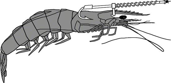 Picture of Garcia Live Shrimp Hook