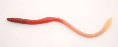 Picture of Scoundrel Worms