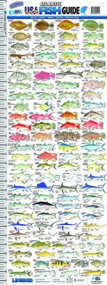 Picture of AFN Florida USA Fish Guide Ruler