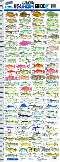 Picture of AFN Florida USA Fish Guide Ruler
