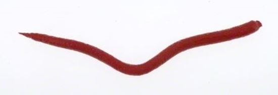 Picture of Berkley Gulp!® Extruded Bloodworm