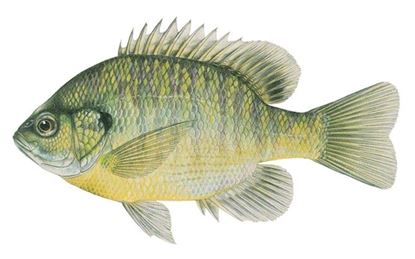 Picture of LiveTarget Sunfish Bluegill Lipless Crankbait