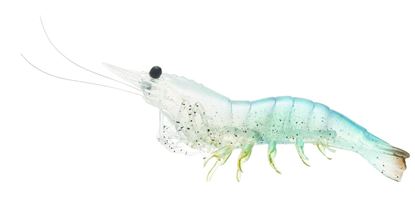 Picture of LiveTarget Rigged Shrimp Soft Bait W/Rattle