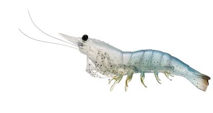 Picture of LiveTarget Rigged Shrimp Soft Bait W/Rattle