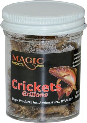 Picture of Magic 5230 Preserved Crickets, 1/2 oz Jar (391094)