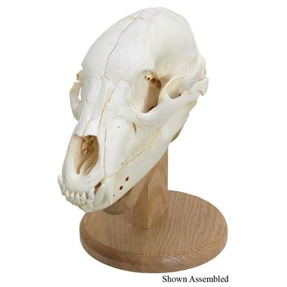 Picture of Walnut Hollow Skull Mounting