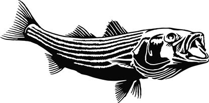 Picture of Calcutta LVECSB004 Die Cut Decal Striped Bass 7"