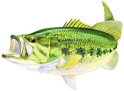 Picture of AFN ST5599 Large Mouth Bass Decal